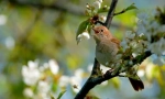 Nightingale (фото): птахи з недосвідченим виглядом, але співаючи талант